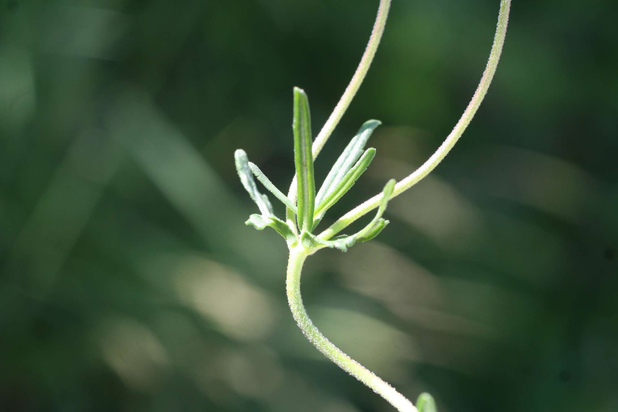 Plantaginaceae:Veronica sp.